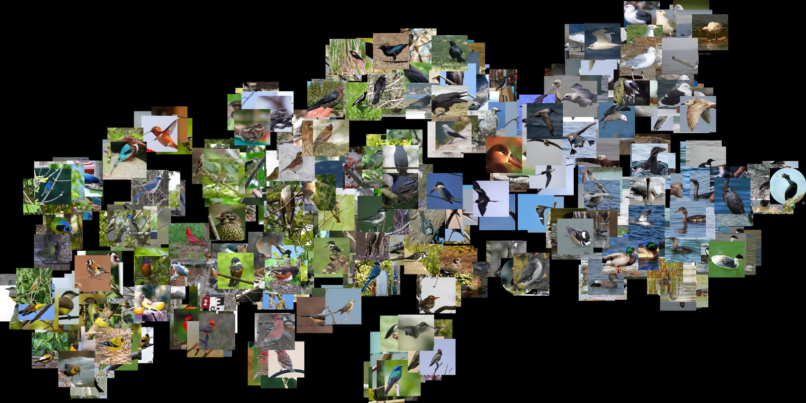 t-SNE visualization of the embedding space learned on CUB-200-2011, with semantically similar bird images clustered together
