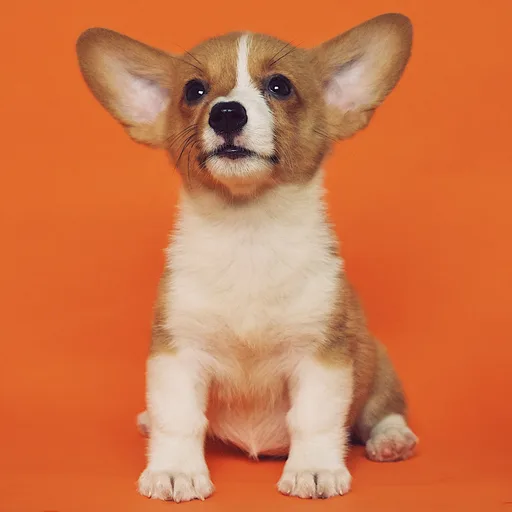 One of the real photos of the subject, a corgi puppy