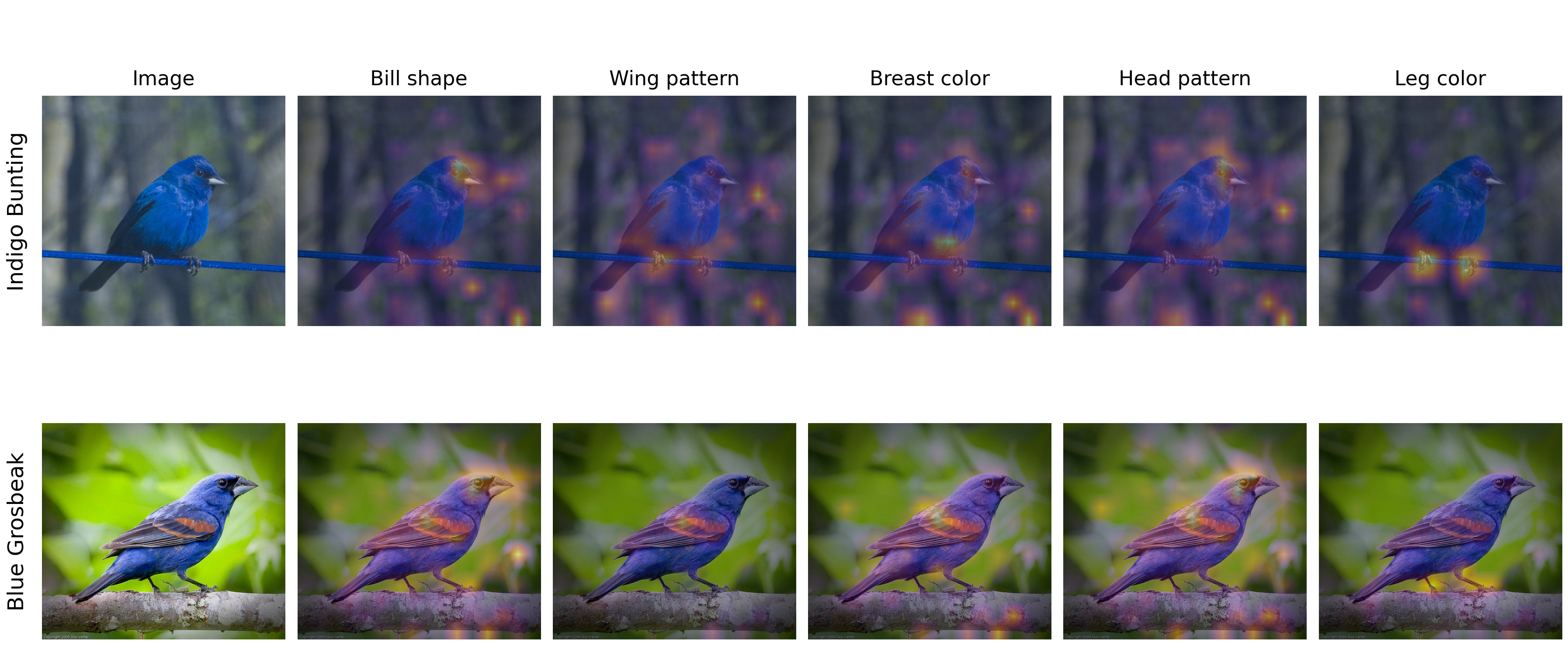 Per-attribute attention maps over an Indigo Bunting and a Blue Grosbeak: bill shape, wing pattern, breast colour, head pattern, leg colour