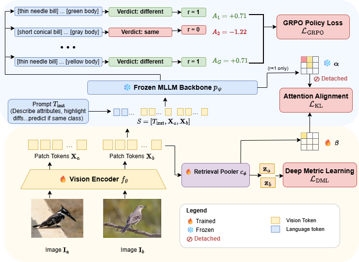 SAGA training pipeline: vision encoder tokens fed to a frozen MLLM, rewarded with GRPO, with attention alignment and deep metric learning losses