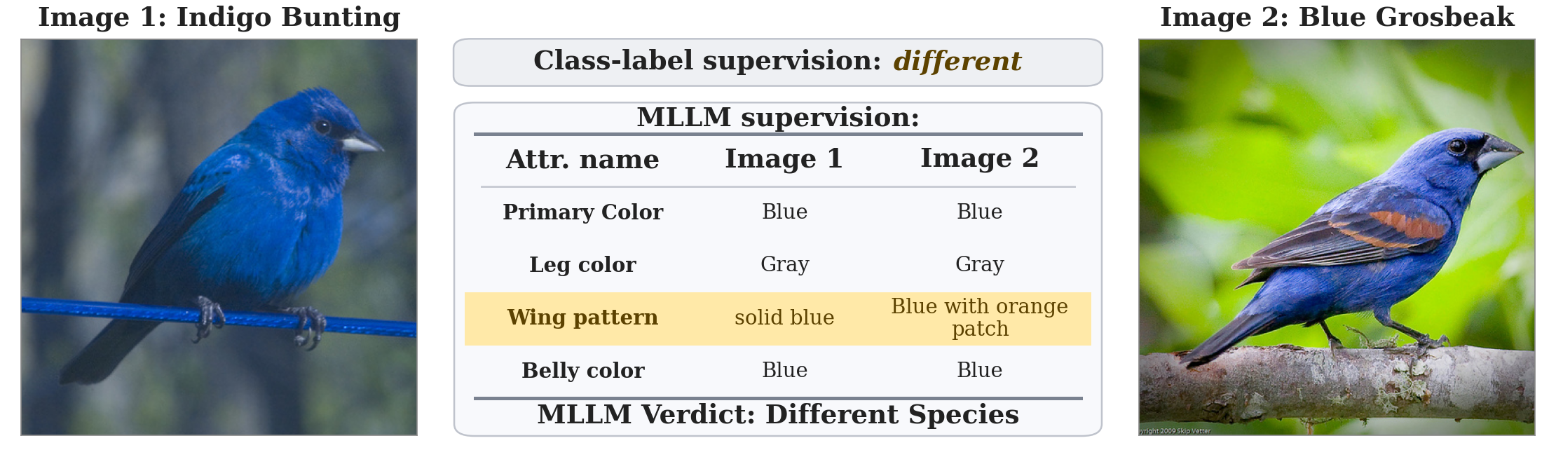 SAGA teaser: class-label scalar supervision vs MLLM attribute-resolved supervision for an Indigo Bunting and a Blue Grosbeak